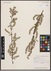 Salix bebbiana Sarg.